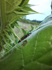 Lixus cardui