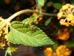 Creontiades rubrinervis