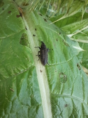 Lixus cardui