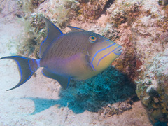 Balistes vetula