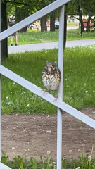 Turdus pilaris