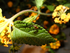 Creontiades rubrinervis