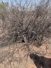 Bursera laxiflora