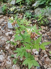 Vicia oroboides