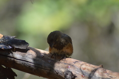 Pipilo maculatus socorroensis