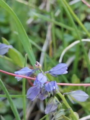 Polygala alpestris