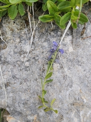 Polygala alpestris