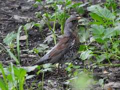 Turdus pilaris