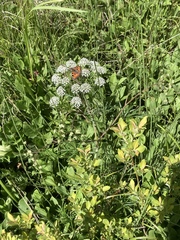 Cicuta virosa