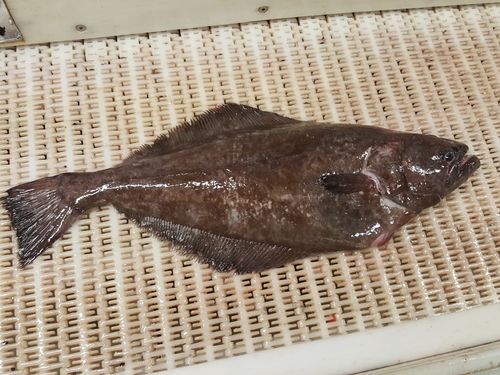 Reinhardtius hippoglossoides (Walbaum, 1792)