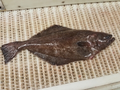 Reinhardtius hippoglossoides