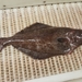 Greenland Halibut - Photo (c) Jean-François Rousseau, some rights reserved (CC BY-NC), uploaded by Jean-François Rousseau