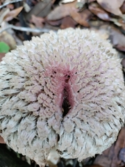 Boletellus ananas image