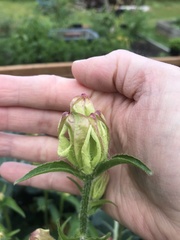 Angiospermae