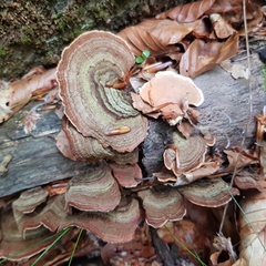 Stereum insignitum