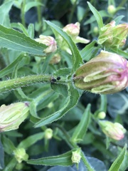 Angiospermae