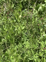 Cicuta virosa