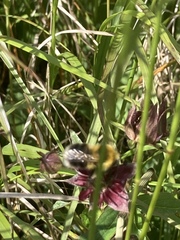 Bombus jonellus