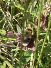 Bombus jonellus