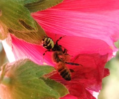 Synema globosum