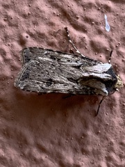 Lepidoptera