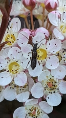 Molorchus umbellatarum