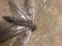 Dysmicohermes ingens