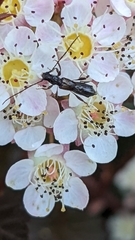 Molorchus umbellatarum
