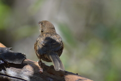 Pipilo maculatus socorroensis