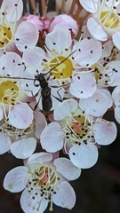 Molorchus umbellatarum