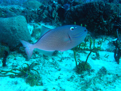 Xanthichthys ringens