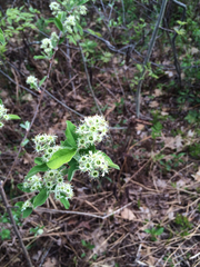 Amelanchier nantucketensis