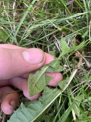 Liriomyza taraxaci