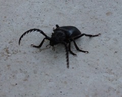 Prionus besikanus