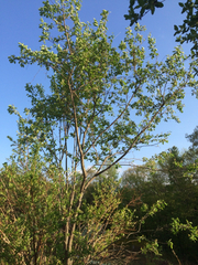Amelanchier arborea arborea