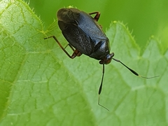 Capsus ater