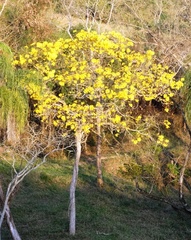 Handroanthus