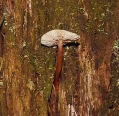 Collybia eucalyptorum