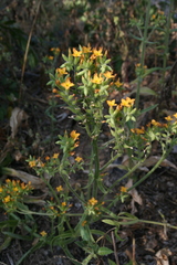 Kalanchoe lanceolata