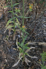 Kalanchoe lanceolata
