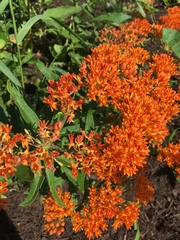 Asclepias tuberosa interior