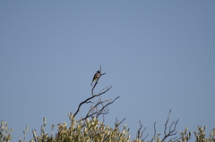 Pycnonotus nigricans superior