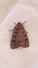Amphipyra effusa