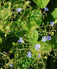Brunnera macrophylla