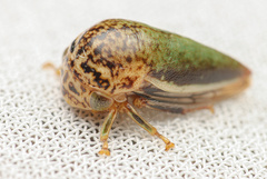 Stictopelta marmorata