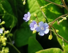 Brunnera macrophylla