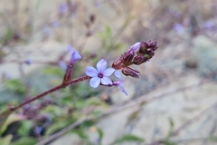 Plumbago caerulea