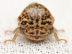 Stictopelta marmorata