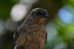 Mimus graysoni