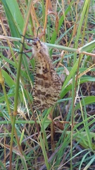 Palpares libelluloides